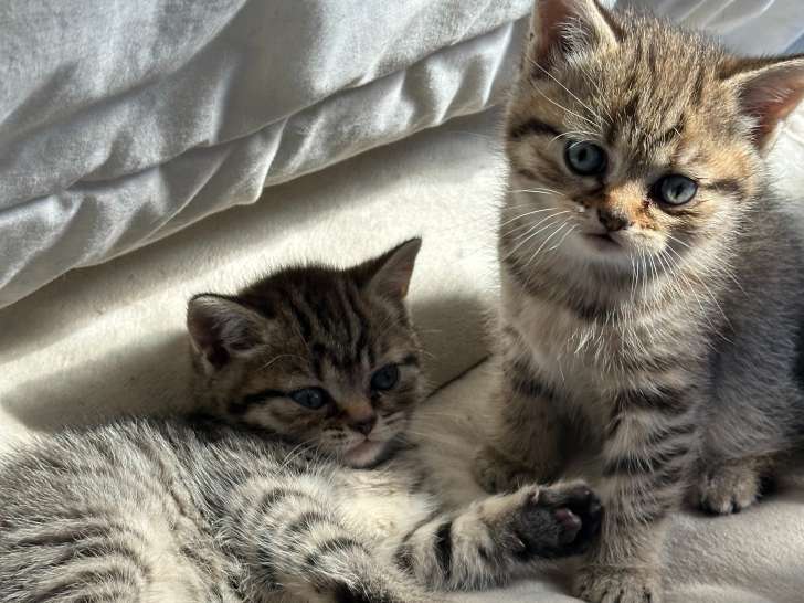 Chatons British à vendre