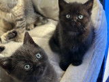 Chatons British à vendre