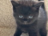 Chatons British à vendre
