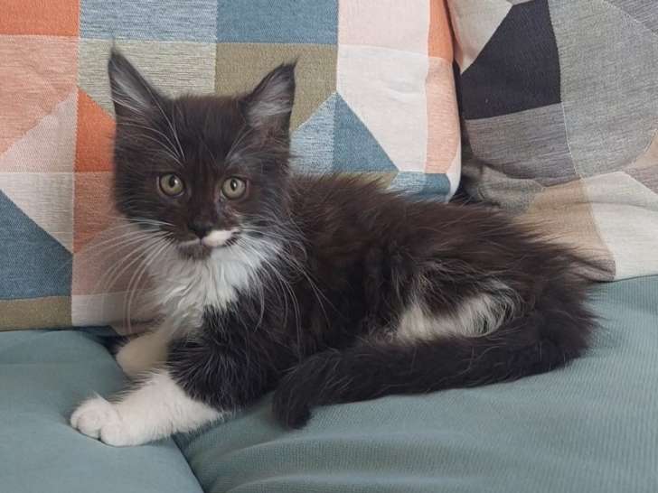 Chaton Maine Coon LOOF à vendre