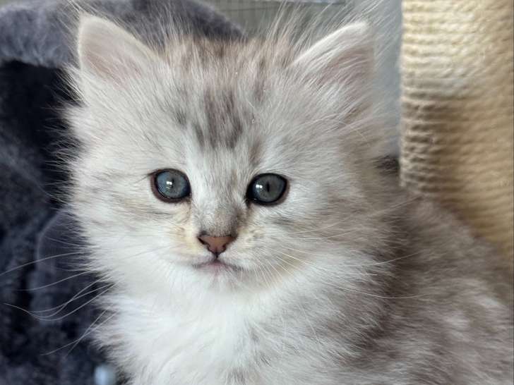 Superbes chatons Sibérien LOOF hypoallergéniques à vendre