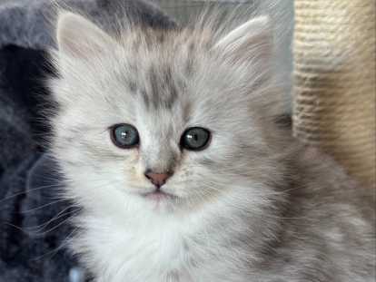 Superbes chatons Sibérien LOOF hypoallergéniques à vendre