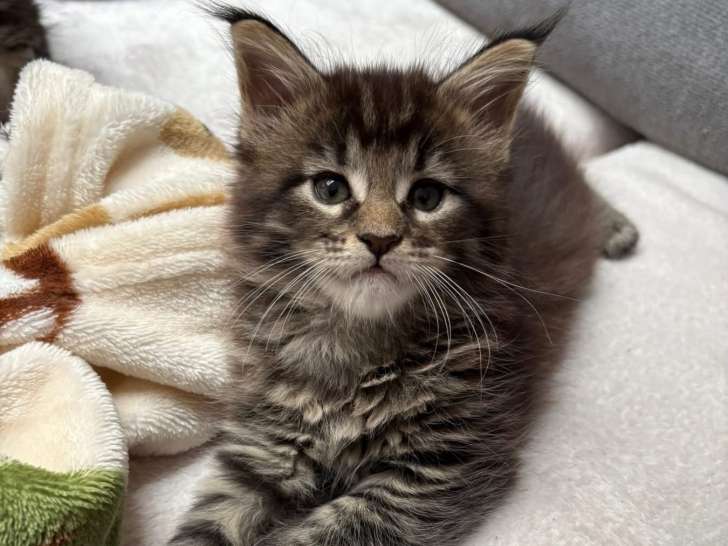 Chatons de race Maine Coon à vendre (3 femelles & 1 mâle)
