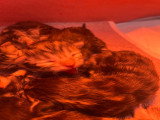 Chatons de race Maine Coon à vendre (3 femelles & 1 mâle)