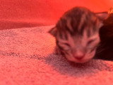 Chatons de race Maine Coon à vendre (3 femelles & 1 mâle)