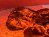 Chatons de race Maine Coon à vendre (3 femelles & 1 mâle)