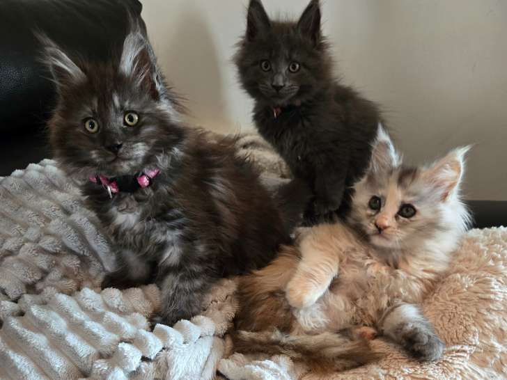 Magnifiques chatons Maine Coon à vendre