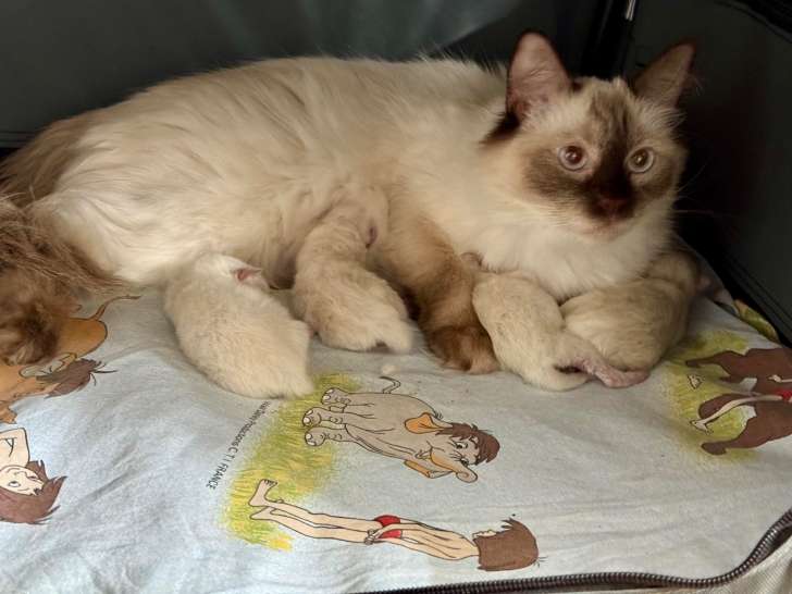 Shoupette et ses 4 chatons peu de temps après leur naissance
