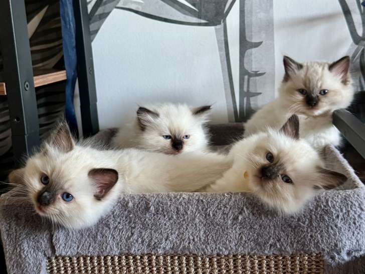 Les 4 chatons Ragdoll