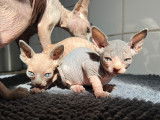 Chatons Sphynx LOOF à vendre