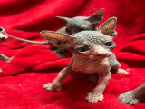 Chatons Sphynx LOOF à vendre