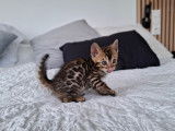Chatons Bengal LOOF à vendre