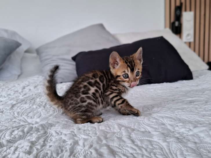 Chatons Bengal LOOF à vendre