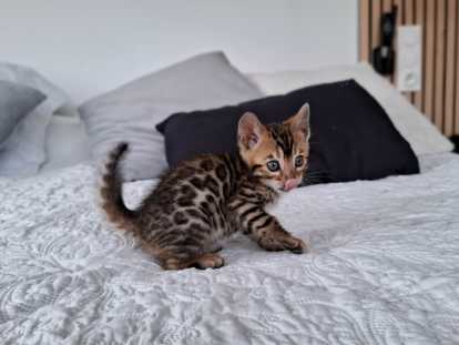 Chatons Bengal LOOF à vendre