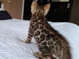 Chatons Bengal LOOF à vendre