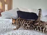 Chatons Bengal LOOF à vendre