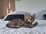 Chatons Bengal LOOF à vendre