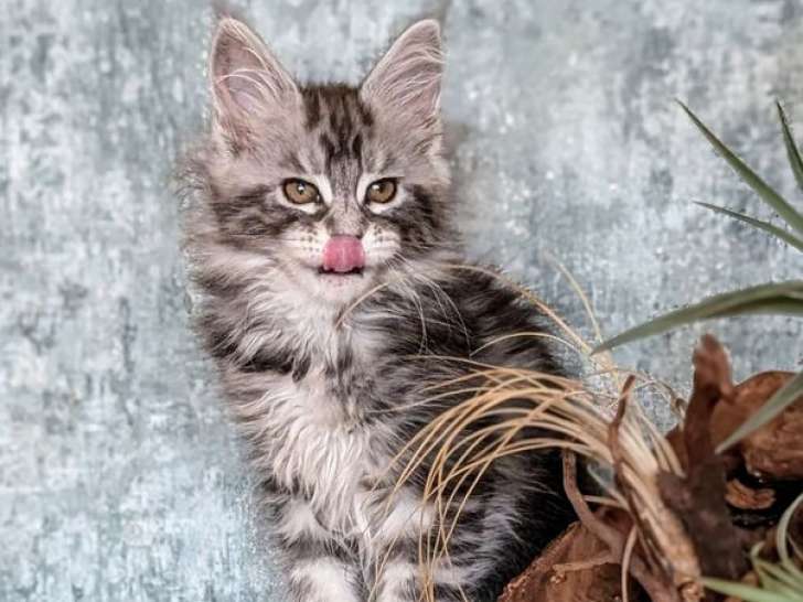 2 chatons Maine Coons LOOF à réserver