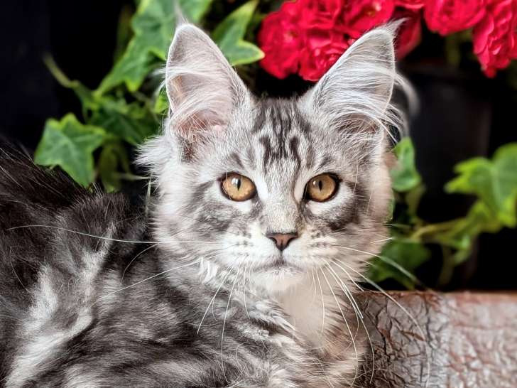 2 chatonnes Maine Coons LOOF
