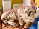 À vendre une chatonne Bengal snow LOOF