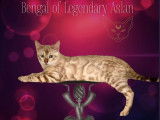 À vendre une chatonne Bengal snow LOOF