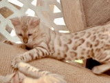 À vendre une chatonne Bengal snow LOOF