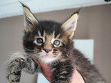 3 chatons Maine Coons LOOF à réserver