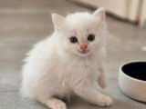 À réserver 2 chatons Ragdolls (LOOF)