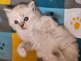 À réserver 2 chatons Ragdolls (LOOF)