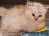 À réserver 2 chatons Ragdolls (LOOF)