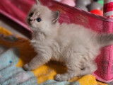 À réserver 2 chatons Ragdolls (LOOF)