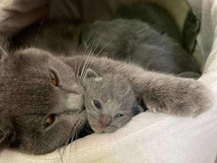 6 chatons Chartreux LOOF à réserver