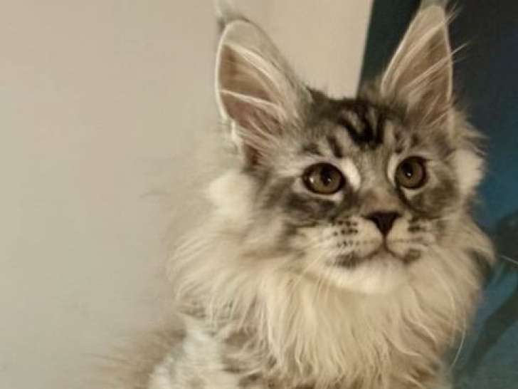 À vendre 1 chatonne Maine Coon LOOF