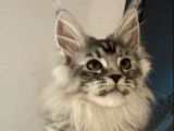 À vendre 1 chatonne Maine Coon LOOF