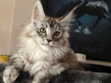 À vendre 1 chatonne Maine Coon LOOF