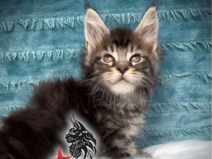 À réserver 2 chatons Maine Coons LOOF