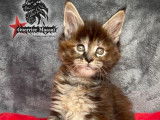 À réserver 2 chatons Maine Coons LOOF