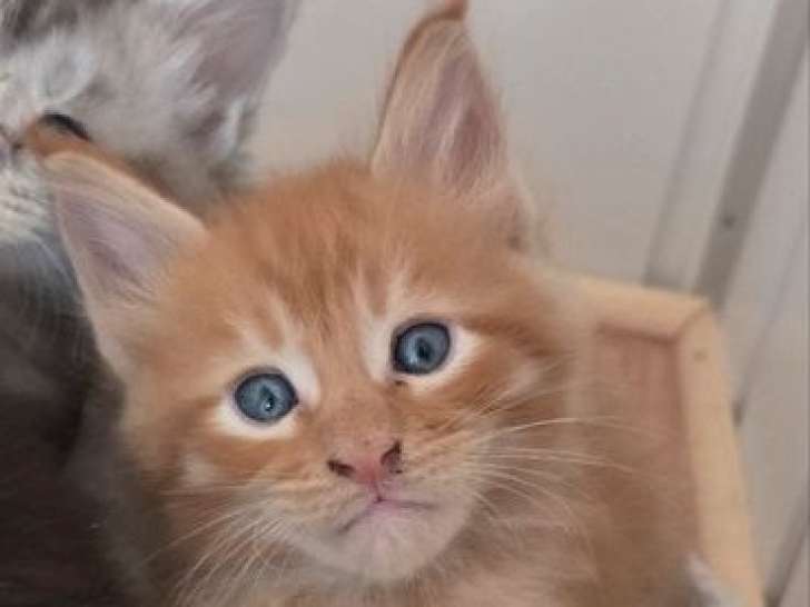 6 chatons Maine Coons LOOF disponibles à la réservation