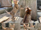 À réserver 5 chatons Savannahs F6 (LOOF)