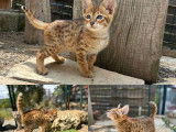 À réserver 5 chatons Savannahs F6 (LOOF)