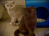 2 chatons Scottish Fold  non LOOF, Issus de parents LOOF