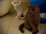 2 chatons Scottish Fold  non LOOF, Issus de parents LOOF