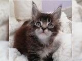 Un chaton mâle Maine Coon LOOF marron à réserver