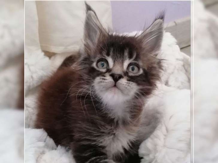 Un chaton mâle Maine Coon LOOF marron à réserver