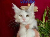 À vendre 4 chatonnes Maine Coons LOOF