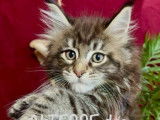 À vendre 4 chatonnes Maine Coons LOOF