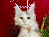 À vendre 4 chatonnes Maine Coons LOOF