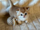 À réserver 2 chatons mâles Scottish Straight golden (LOOF)
