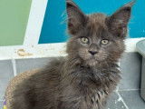 Une chatonne Maine Coon LOOF bleu smoke disponible à l’achat