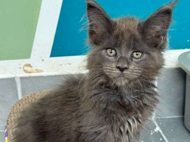 Une chatonne Maine Coon LOOF bleu smoke disponible à l’achat